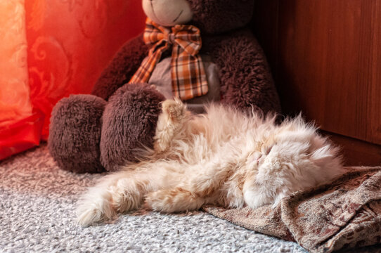 A white Persian cat sleeps on the floor in a room next to a toy bear..