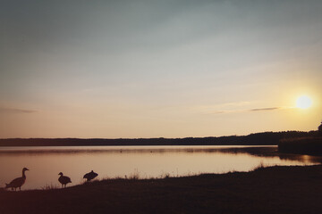 See im Abendrot mit Vögel - Sunset - Landscape - Beautiful sunset scene over the lake and...