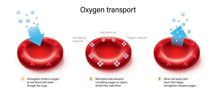 Oxygen transport. Oxygen binds to hemoglobin and is released by red blood cells. Gas exchange mechanism.