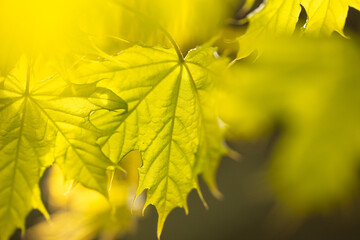 Young leaves on a maple tree in spring.