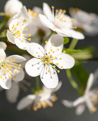 Flowers on a cherry tree in spring.