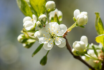 Flowers on a plum tree in spring.