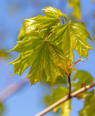 Young leaves on a maple tree in spring.