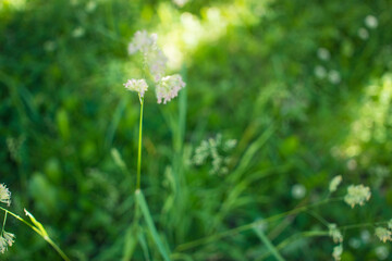 flowering ears of weeds. natural lawn in the bright sun