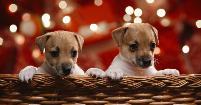 Cute Jack Russel Puppies Looking Out From A Basket. Unexpected Christmas Present Looking Around. Atmospheric Lights On Background - Christmas Spirit Close Up