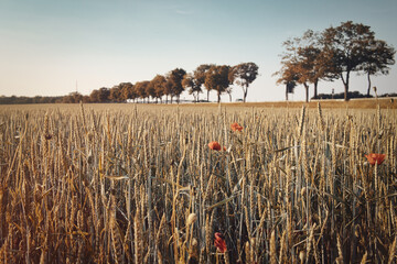 Mohn - Ecology - Beautiful summer day. Red poppy field. - Golden wheat field and sunny day - High...