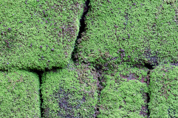 weathered mossy  pile of stones wall for background