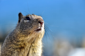 Noble Squirrel 