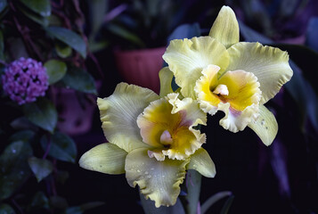 Cattleya orchid flower in Thailand