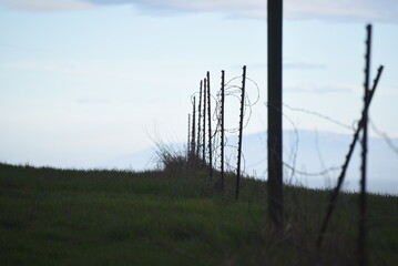Fence with Barbed Wire