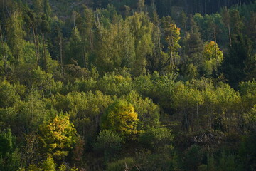 Different trees, firs and shrubs in the mountainous area.