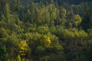 Different trees, firs and shrubs in the mountainous area.