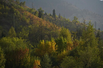 Different trees, firs and shrubs in the mountainous area.
