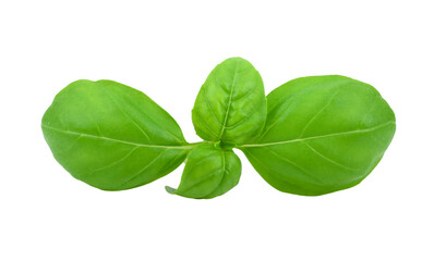 Basil Leaf isolated on transparent png