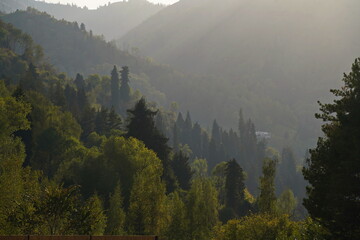 Different trees, firs and shrubs in the mountainous area.