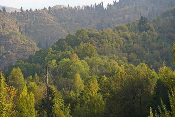 Different trees, firs and shrubs in the mountainous area.