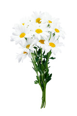 Beautiful white Daisy, Marguerite, chamomile isolated on white background with including clipping...