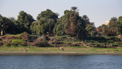 Nile river landscape in Egypt, Aswan