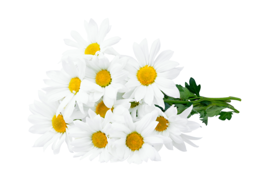 Beautiful white Daisy, Marguerite, chamomile isolated on white background with including clipping path. Full Depth of field, Full, Depth of field, Focus, stacking, dof. PNG