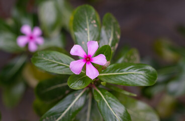Rose Periwinkle Flower or Catharanthus Roseus on Its Plant with Leaves, Also Known as Cape...