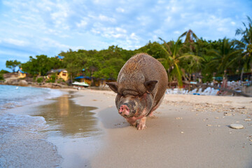 A pig walks and swims in the sea on an exotic beach