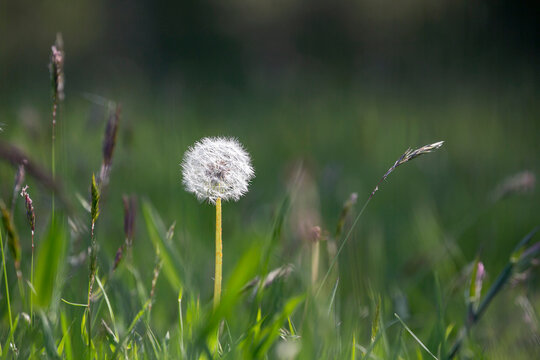 Dandelion weed with selective focus - Taraxacum is a large genus of flowering plants in the family Asteraceae, which consists of species commonly known as dandelions.