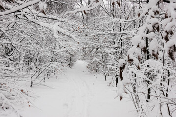 path with lot of snow in a forest during hiking