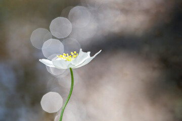 Wood Anemone in natural woodland setting with selective focus and bokeh. Copy space to the right/