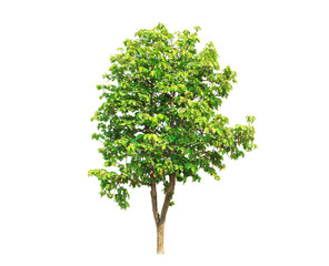 Fototapeta premium isolated big tree on White Background. tropical trees isolated used for design, advertising and architecture