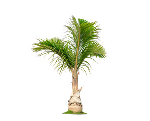 isolated big palm tree on White Background.Large palm trees database Botanical garden organization...