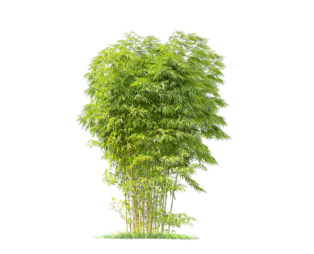 isolated big bamboo tree on White Background.Large coconut trees database Botanical garden organization elements of Asian nature in Thailand, tropical trees isolated used for design, advertising