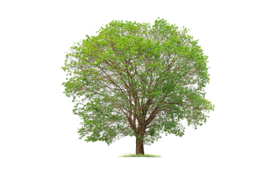 isolated big tree on White Background. tropical trees isolated used for design, advertising and architecture