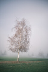 silver birch in fog