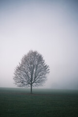 tree in fog