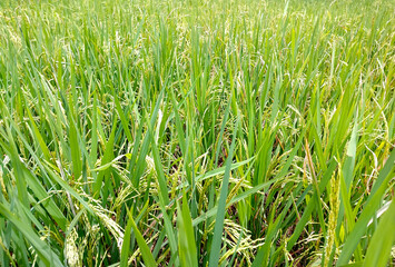 Rice fields in the farm