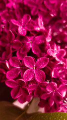 Viva Magenta flowers, Color of the Year 2023
