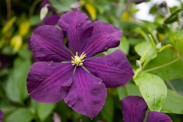 紫色のクレマチス&rdquo;はやて&rdquo;（Clematis  &lsquo;hayate&rsquo;）をクローズアップ