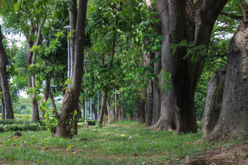 urban forest with shady trees