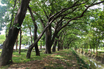 fortrait of urban forest with shady trees and river below