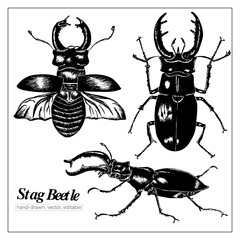 Stag beetle. Hand-drawn set of insects. Pen illustration of bugs.