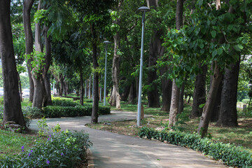 Naklejka premium quite street under shady trees in city forest or city park