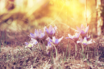 Beautiful First Spring Flowers In Soft Sunlight Sunbeam Flare. Spring Concept. Soft Violet Colors Of Flowers.