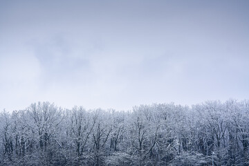 Frozen winter forest under cloudy sky after a massive snowfall. Nature landscape during winter.