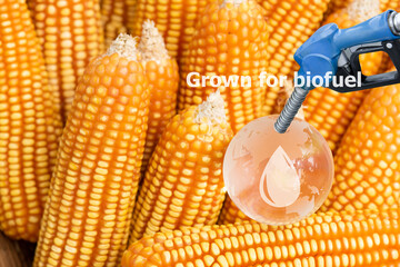 Biofuels from agricultural waste such as corn cobs and icons.grown for biofuel.
