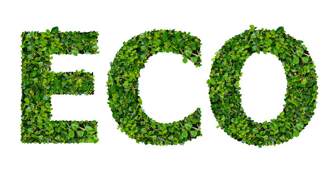 ECO text with green leaves on transparent background.