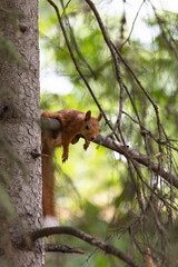 squirrel on tree