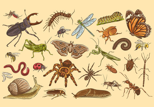 Insects Vector Illustrations