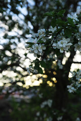 White flowers on a green bush. Spring cherry apple blossom. The white rose is blooming.
