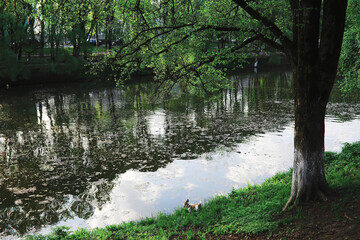 Spring nature background. Forest landscape. Green trees and grass on a spring morning.