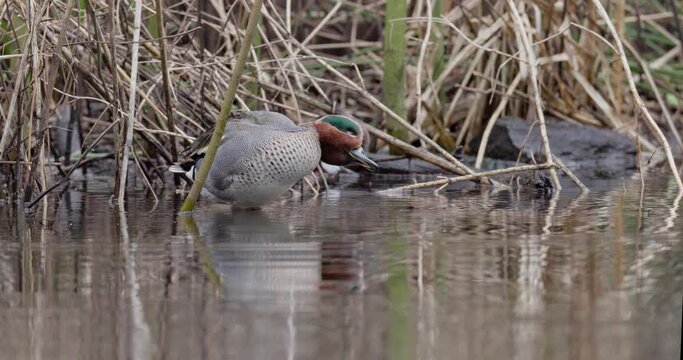 eurasian teal cleaning his feathers